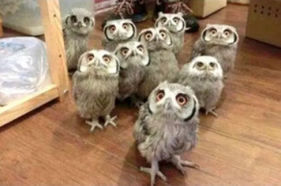 Owls on Stage: The Nighttime Band That Will OwL You Away