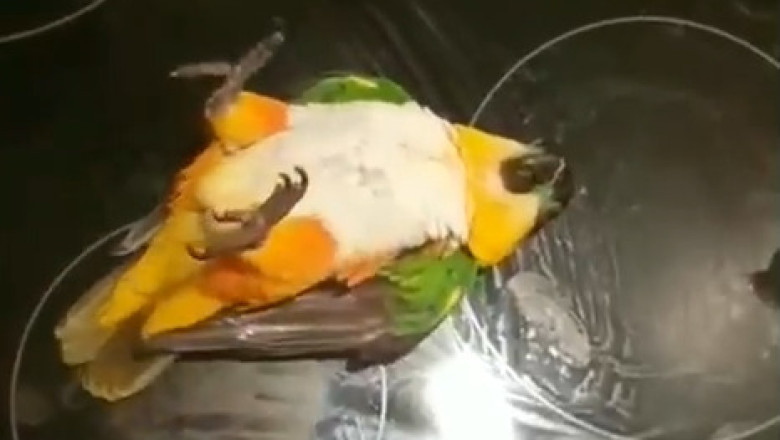 Parrot Power: The Brightest Bird on Your Feed