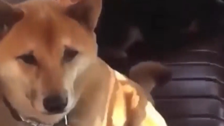 The Funniest, Wildest &amp; Cutest Moments Ever!