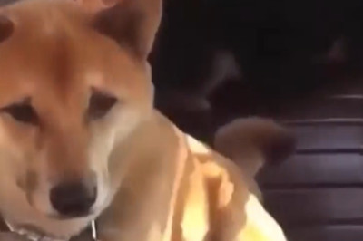 The Funniest, Wildest & Cutest Moments Ever!