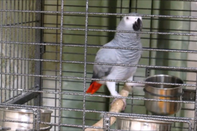 The Happy Parrot Show: Laughs, Laughs, and More Laughs