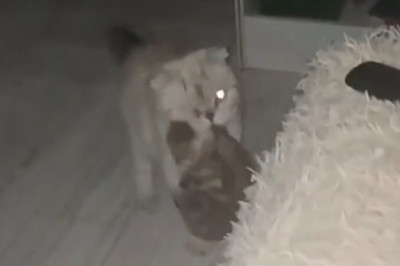 The Ultimate Cat: Mama Cat and Her Adorable Kitten Take Over the Internet