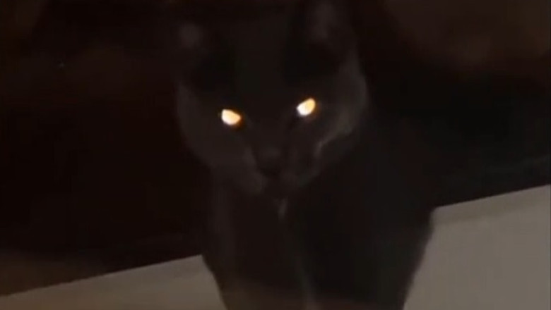 These Pets Are More Dramatic Than Humans