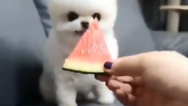 This Dog Tries Watermelon for the First Time (SO CUTE!)