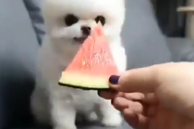 This Dog Tries Watermelon for the First Time (SO CUTE!)
