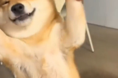 When Dogs Act Like Humans… HILARIOUS!