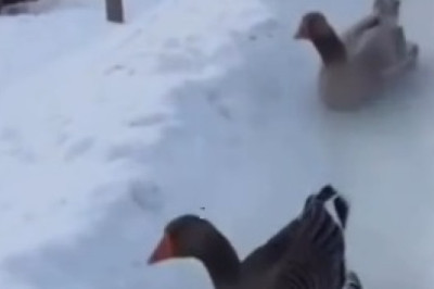 Ducks On Skis: The Cutest Winter Olympians