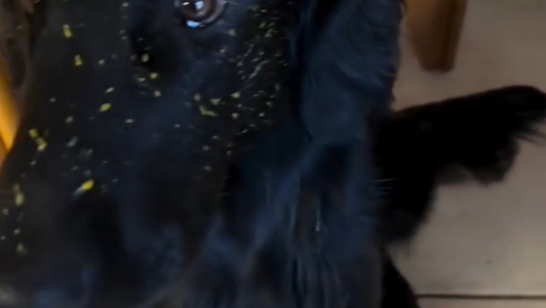 The Most Polite Dog Ever? Watch Him Fetch with Serious Manners!