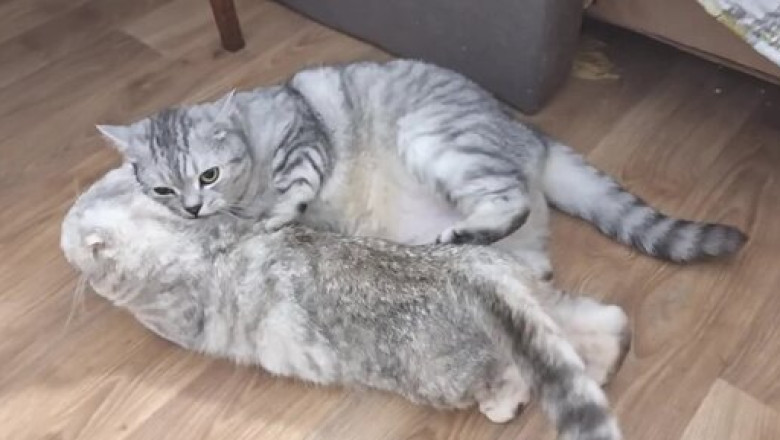 The Way This Mama Cat Protects Her Baby Is Pure Love