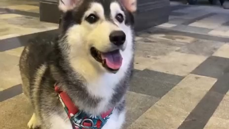 This Good Boy Will Melt Your Heart in 30 Seconds