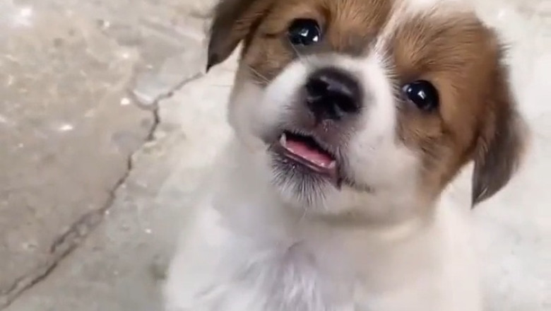 This Puppy Is Too Pure for This World