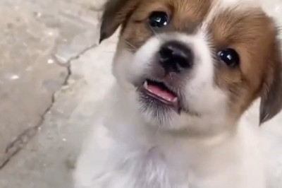 This Puppy Is Too Pure for This World