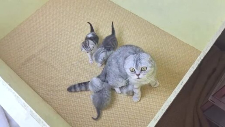 Tiny Kitten Won’t Leave Mama Cat Alone!