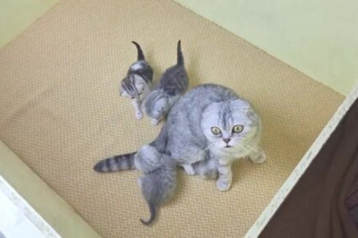 Tiny Kitten Won’t Leave Mama Cat Alone!