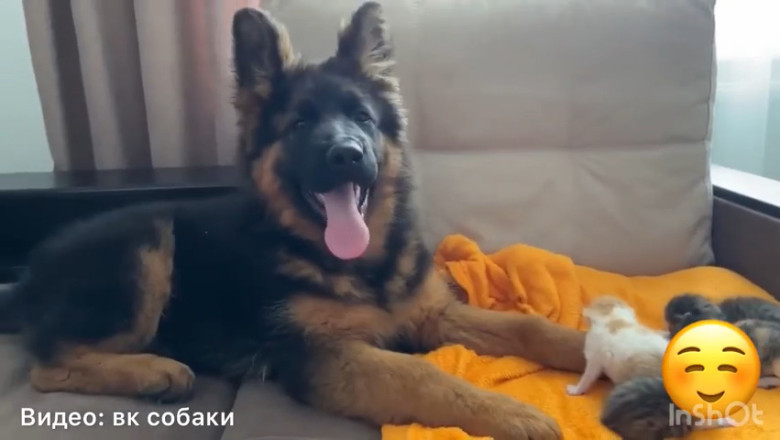 Tiny Shepherd Dog Falls in Love with a Kitten