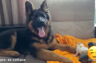 Tiny Shepherd Dog Falls in Love with a Kitten