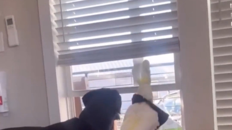 When a Parrot and a Dog Become Best Roommates