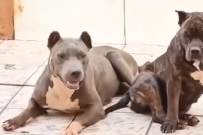 When Small Dogs See a BIG Dog for the First Time