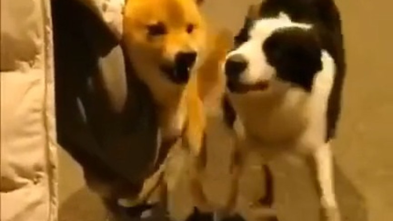 When Strangers Meet: Dogs on the Street Become Besties