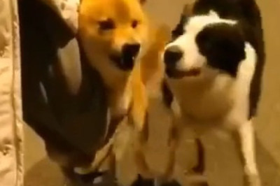 When Strangers Meet: Dogs on the Street Become Besties