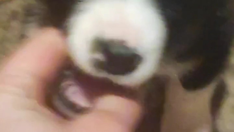 Wonderful Small Dog. World’s Best Moment.