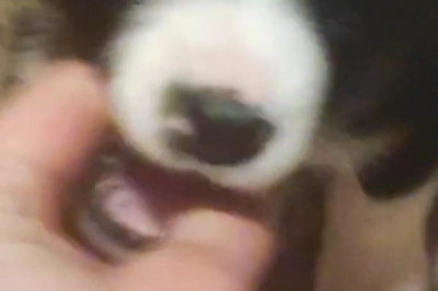 Wonderful Small Dog. World’s Best Moment.