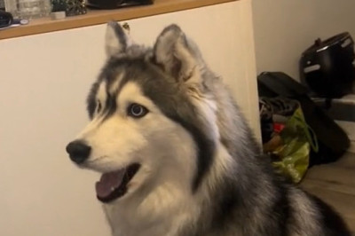 This Dog Is Humming His Own Song… And It’s ADORABLE