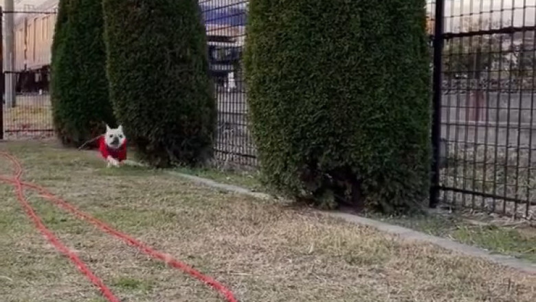 This Dog Is Totally Unbothered by Train Speed!