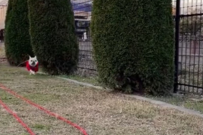 This Dog Is Totally Unbothered by Train Speed!