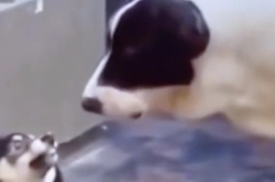 This Dog’s Bark Is So Loud It Shocked the Neighborhood!