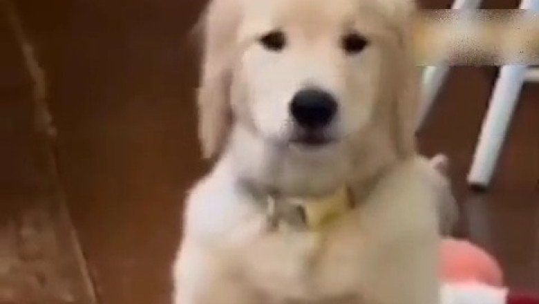 This Dog’s Humming Will Melt Your Heart