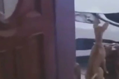 Tiny Dog Guards the Door Like a Big Boss