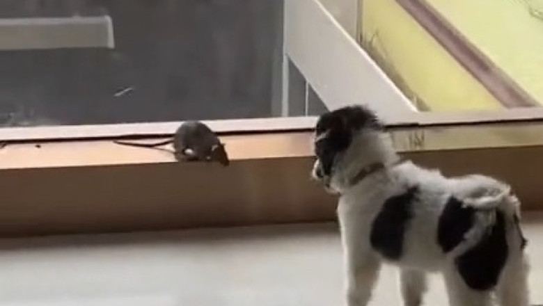 Tiny Dog vs. Mouse – The Showdown You Didn’t Expect!