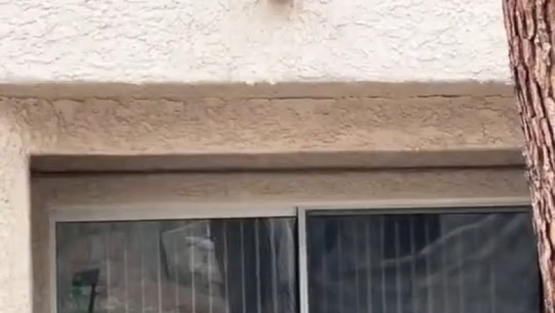 Warning: Don’t Turn Up Your Volume When This Dog Starts Barking!