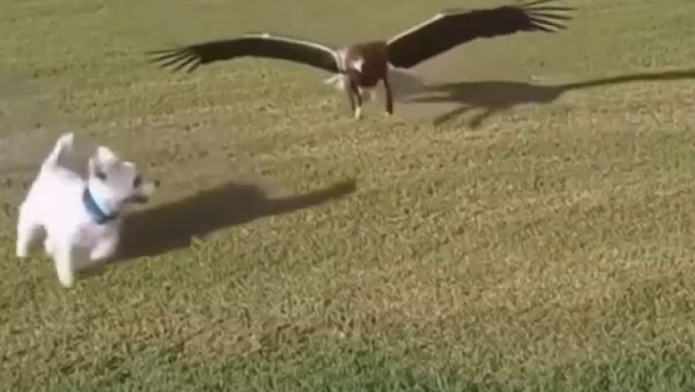 Eagle Snatches Puppy from Yard — Neighbors Stumble Upon a Chilling Scene