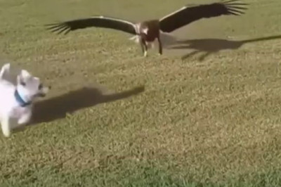 Eagle Snatches Puppy from Yard — Neighbors Stumble Upon a Chilling Scene