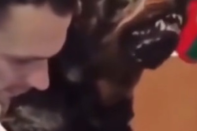 Nail trimming finally made EASY for dogs (watch the transformation!)