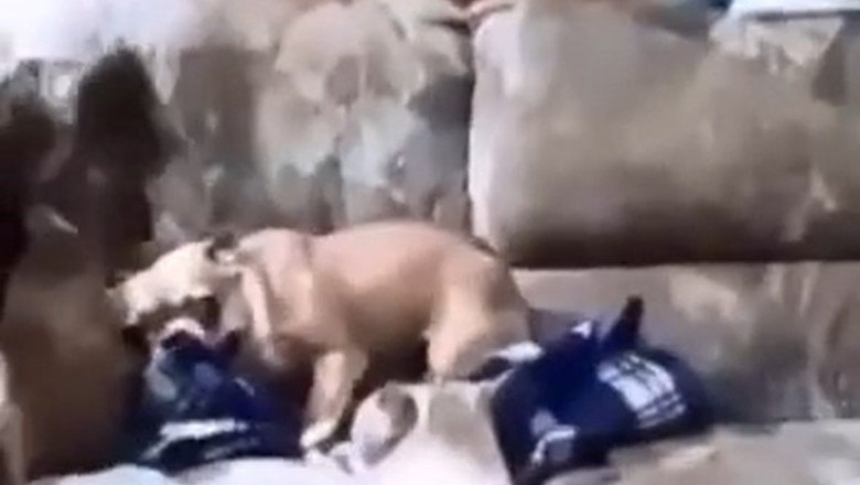 Panic to Peace: watch this scared dog find calm in minutes