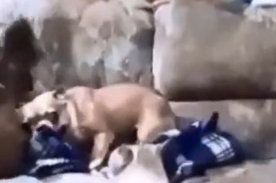 Panic to Peace: watch this scared dog find calm in minutes