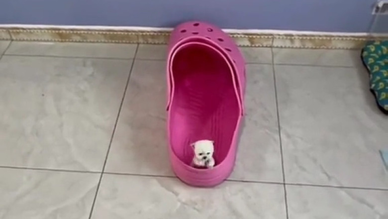 The Smallest Puppy Bark You’ll Ever Hear