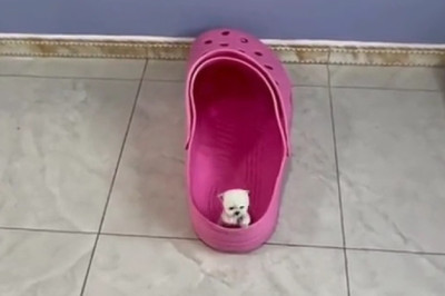 The Smallest Puppy Bark You’ll Ever Hear