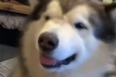 This Cute Dog Will Make Your Day Better
