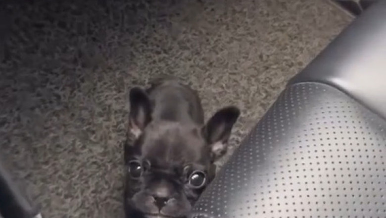 This Little Puppy Thinks It’s a Lion