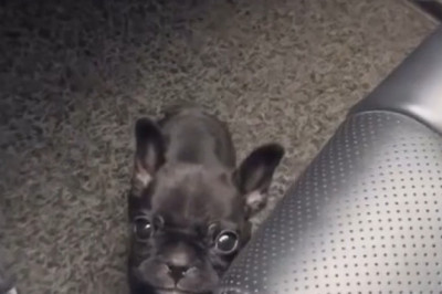 This Little Puppy Thinks It’s a Lion