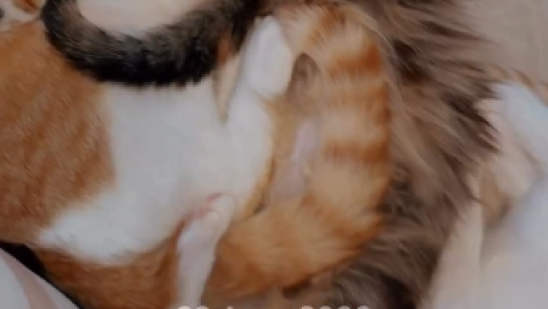 Who understands! A cat family's 'big family' sleeping together, I'm totally melted by this adorable scene 🥺