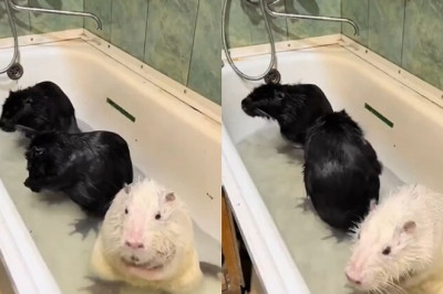 Adorable Alert! Guinea Pigs' Bath Time Antics Will Melt Your Heart