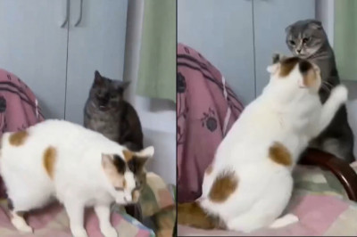 Epic Cat Fight Club: Tri-Color vs. Gray Fold – Who Will Win?