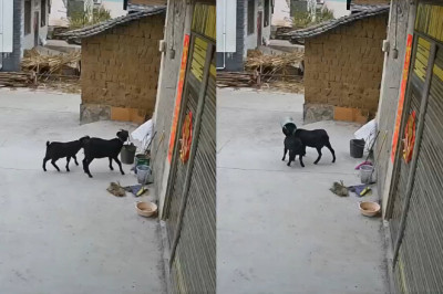 《Hilarious! Two Black Goats in Yunnan Get Heads Stuck in Bucket, Security Camera Captures the Whole Thing》