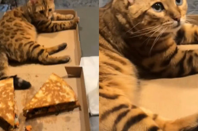 Pizza Party Crasher: The Bengal Cat Who Stole the Show (and a Slice)!