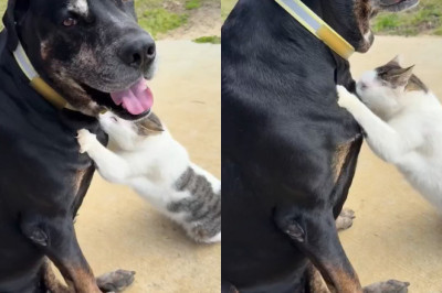 Dog Rip Becomes "Nanny"! Cat Freddie Crosses Species to Nurse, Heartwarming Scene Moves the Whole Internet‌